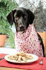 The Truth About Your Dogs Food