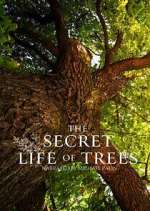 The Secret Life of Trees
